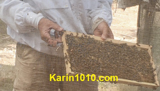 מרכז המבקרים - מכוורת לין - דבורים ודבש