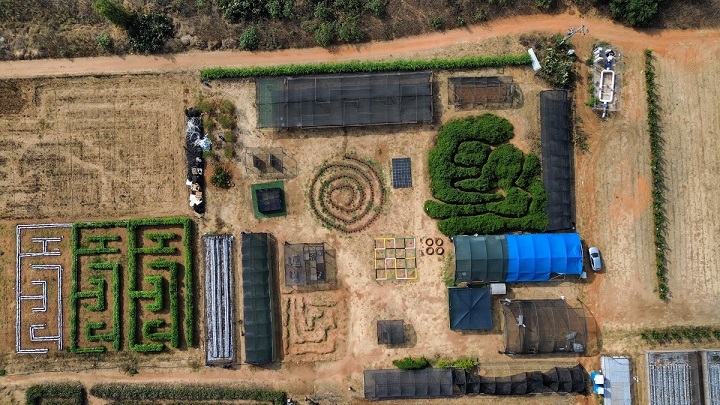 קלחים ומבוכים